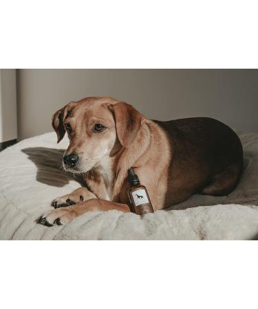 Lila Loves It Ear Care for Dogs - Natural Inflammation Protection Vegan Ear Angel 50ml | Soothing & Strengthening Sensitive Ears - Buy Online on GoSupps.com