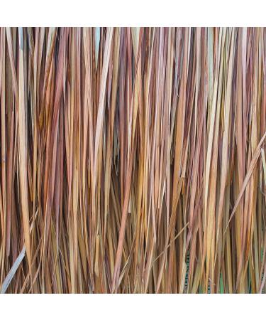 Pranarom Vetiver Essential Oil 5ml - Pure Aromatherapy for Relaxation - Buy Online on GoSupps.com