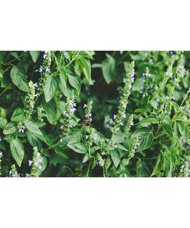 Heartland Chia  USA Grown Whole Raw Black Chia Seeds  12 oz | Sustainable  Non-GMO  Farm-direct - Buy Online on GoSupps.com