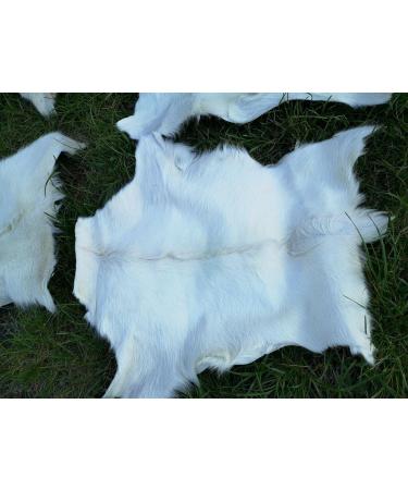 Provellus Goatskins Goat Fur No Odour Top Tanning Natural Bargain (Light Pack of 5 70-90 cm) - Buy Online on GoSupps.com
