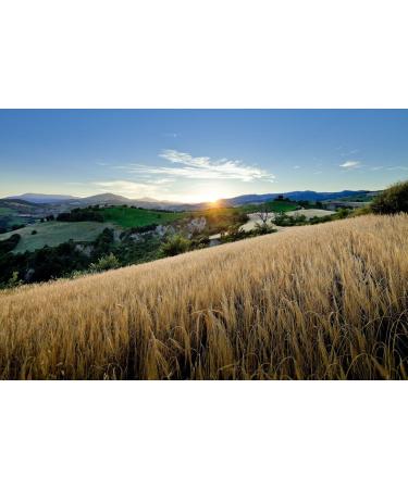  Prometeo Prometeo Integral "Farret" headlight fusilli - 30 g - Buy Online on GoSupps.com