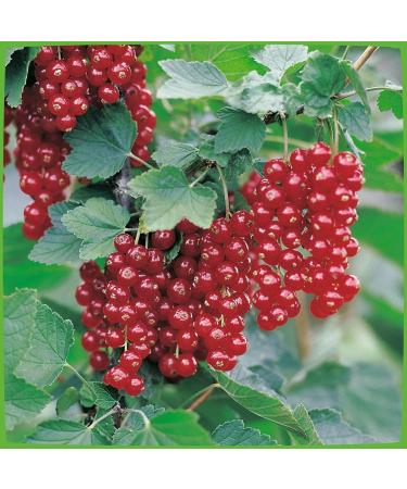 Buy Redcurrant 'Jonkeer van Tets ' Bush in Container - Premium Quality for International Shipping - Buy Online on GoSupps.com
