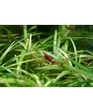 Seachem Purigen Organic Filtration Resin 1L - Fresh & Saltwater (167) - Buy Online on GoSupps.com