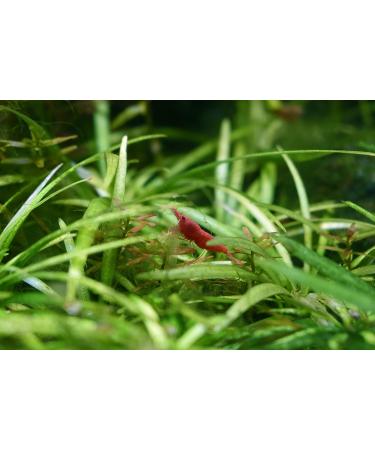 Buy Purigen Freshwater 4L from Seachem - Premium Water Purifier for Aquariums | International Shipping Available - Buy Online on GoSupps.com