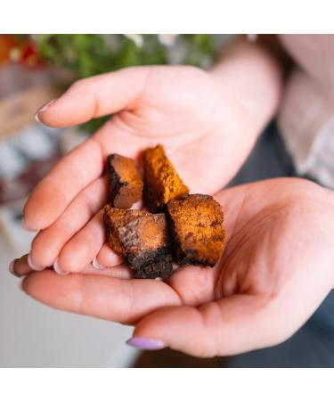 Chaga Health Chaga Pilz Brocken Bio - Organic Wild Chaga Mushrooms from Estonia | 100g Antioxidant-Rich Chunks for Chaga Tea & Coffee - Buy Online on GoSupps.com