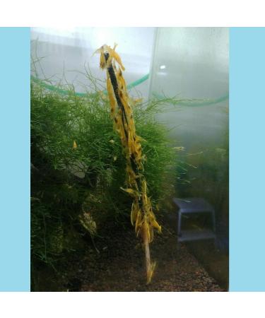 Buy Shrimp Lollies Super Mix - 11 Lollipops for International Shipping | Delicious Seafood Treats - Buy Online on GoSupps.com