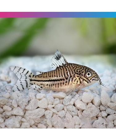 bubbacare NT Labs Pro-F Catfish Pellet 60g - Buy Online on GoSupps.com