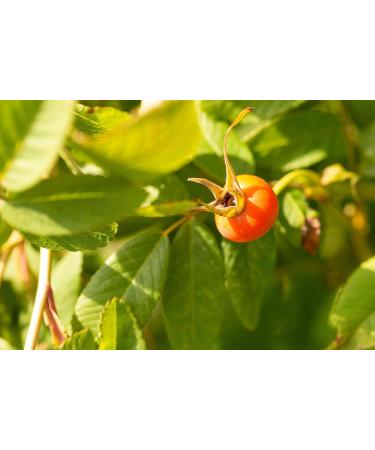 Ora's Amazing Herbal Rejuvi C Powder Face Cleanser - Organic Soap-Free Exfoliating Powder with Rosehip Seed Hibiscus & Frankincense - Travel/Trial Size - International Shipping Available - Buy Online on GoSupps.com