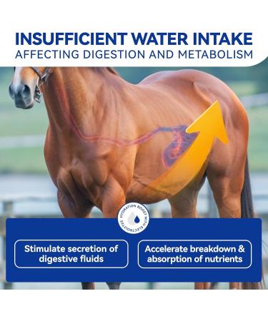 Vetanimus Apple Flavor Electrolytes Replenish Sweat Loss Promote Balance of Minerals & Boost Hydration in Horses-Tub 840g - Buy Online on GoSupps.com