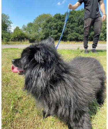 Double Ended Dog Training Lead Police Style Adjustable Leash 5ft (1.5 Metres) Multi-Functional In Air Webbing (Black 25mm Air Webbing) 25mm Air Webbing Black - Buy Online on GoSupps.com