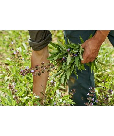 Ricola - Bonbons aux Plantes Suisses - Parfum Citron M lisse - Gourmand et Rafra chissant - Sans Sucres - Lot de 24 sachets de 70 gr - Buy Online on GoSupps.com