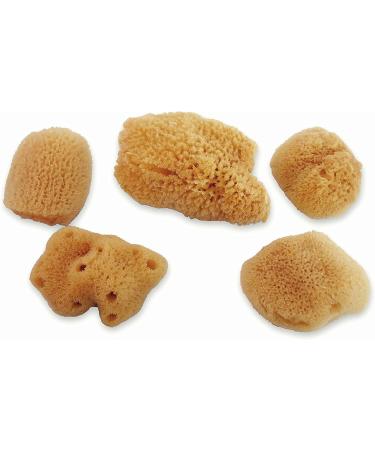 Constantia Pets Hermit Crab Real Sea Sponges - 5 Pack | Nutrient-Rich & Safer Drinking | Maintain Habitat Tank Humidity - Buy Online on GoSupps.com
