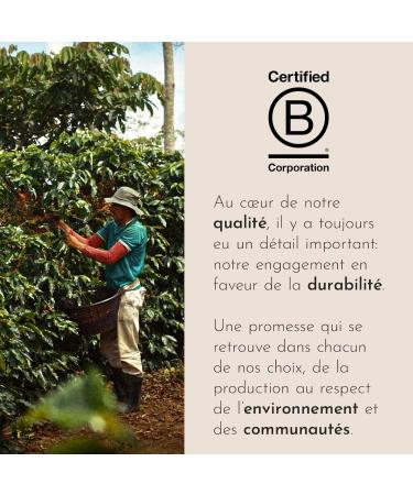 illy Caf en Grains Arabica Selection Guatemala 100% Arabica avec des Notes de Chocolat Go t Amer et Intense Paquet de 6 Bo tes (6 x 250g) - Buy Online on GoSupps.com