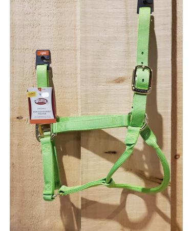 WEAVER Leather Non-Adjustable Halter | Pistachio Green for Horses - Shop Now for Quality Equestrian Gear - Buy Online on GoSupps.com