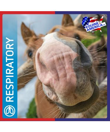 Equine America Airways Xtra Force | Premium Ready for Use Horse & Pony Supplement | for Respiratory Support | 500g - Buy Online on GoSupps.com