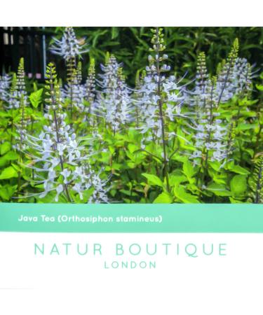 Fito Natur Boutique Java Tea 20 bags - Buy Online on GoSupps.com