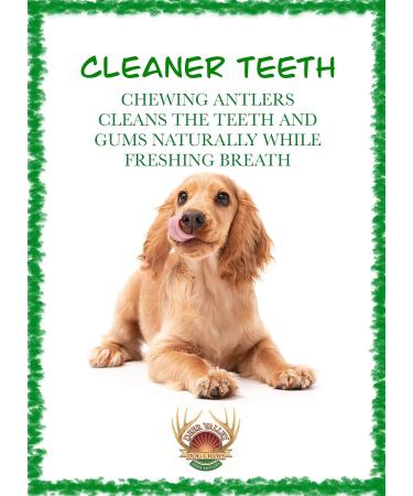 Deer Valley Dog Chews (Large Single 6-7 Inches Long) Ideal for Dogs Over 45 lbs - High Grade Naturally Shed Deer Antler for Aggressive Chewers (Jouet Pour Chien) - Buy Online on GoSupps.com