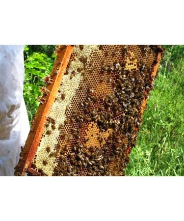 zayti Jujube honey from Morocco Real Sidr Maliky Strengthens the immune system 900 g naturally raw and pure energetic tone - Buy Online on GoSupps.com