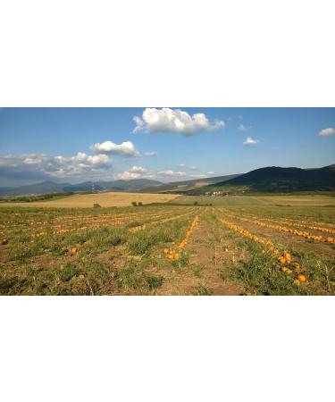  Pepo Papa Pepo Papa - 100% pure pumpkin seed oil from the first pressure according to the traditional method - ALU Pack (1 Litre) - Buy Online on GoSupps.com