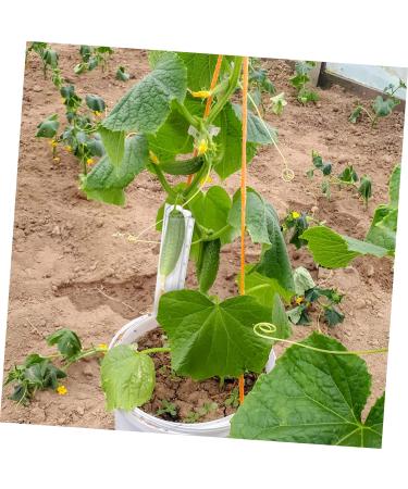 INOOMP 4pcs Shaped Growth Mold Cucumber Shaper Fruit Cucumber Shaping Molds Cucumber Growth Molds Cookie Molds Heart Chocolate Mold Cucumber Mold Plastic Container Watermelon As Shown medium - Buy Online on GoSupps.com