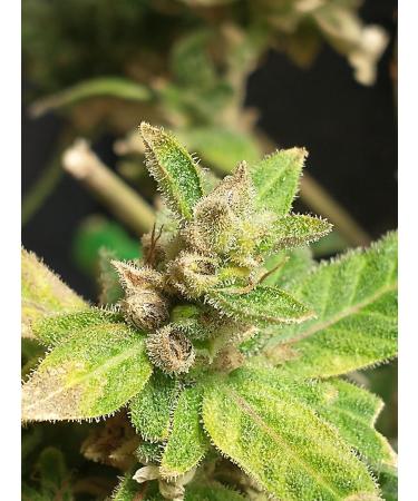 Buy Berzerker Mist Feminized Seed Spray - 2oz Amber - 10PPM | Fast International Shipping - Buy Online on GoSupps.com