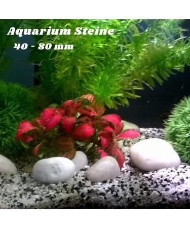 VELLES Pebbles for Painting Large Garden Stones White Natural Rock for Paint Rocks Marble Gravel to Decorative Stone Aquarium Decor Polished Pebble Art Scottish Cobbles for Pond - 1.9kg (40-80mm) 40-80 mm (WeiÃ) - Buy Online on GoSupps.com