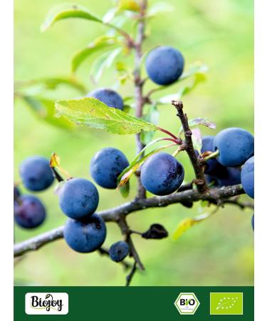  Biojoy Biojoy Organic Blackthorn Fruits (100g) dried and whole ideal for tea and infusion (Prunus spinosa) - Buy Online on GoSupps.com