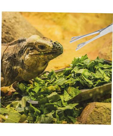 HANABASS Reptile Feeding Clip Feeding Tong Cricket Feeder Snake Clamp Stainless Steel Silver - Buy Online on GoSupps.com