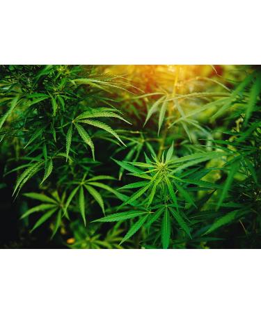 Organic Paraguayan Hemp Seeds 8 lbs - Non-GMO Raw Hearts | Hulled, Kosher, Vegan | Omega 3 & 6 | Protein-Rich for Smoothies, Oatmeal, Salads - Keto-Friendly - Buy Online on GoSupps.com