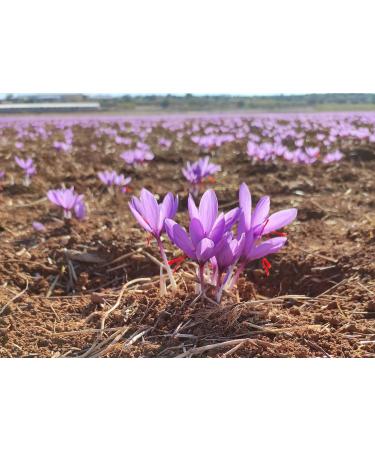 Spanish Premium Organic Saffron - D.O.P. Azafran de la Mancha - 1g Glass - 100% Pure Saffron Grade A+ - Buy Online on GoSupps.com