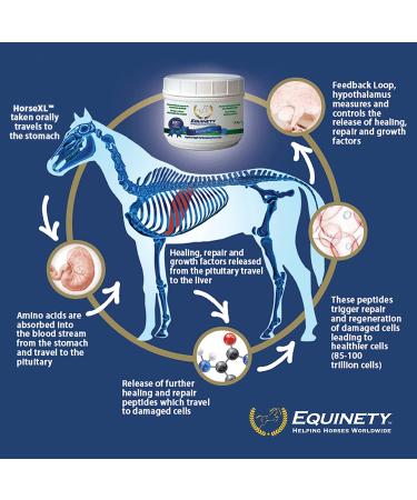 Equinety XL Horse Supplement - Joint & Hoof Support Powder - 21.2 OZ - Buy Online on GoSupps.com