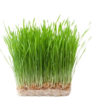 100% Pure Sun-Dried Wheatgrass Powder | Wheatgrass Shot | Smoothi/Juices | Energy Balls | Chemical-Free | Nutrient Retention | Preservative-Free Organic Vegan Eco-Friendly | 150 Grams | 5.29 oz - Buy Online on GoSupps.com