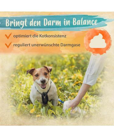 Ida Plus Probiotic Snack for Dogs - Intestinal Renovation & Digestive Support - 440g Prebiotic Formula for Healthy Gut Flora - Buy Online on GoSupps.com