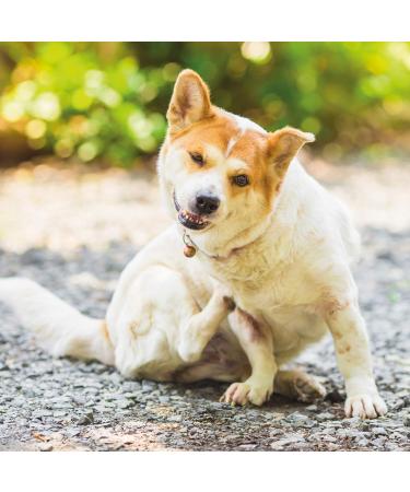 Nutriceutical 100 ml Biotin Concentrate for Pets - Skin & Coat Rescue for Dogs & Cats - 1 Pack - Buy Online on GoSupps.com