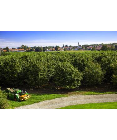 Buy Fresh Hazelnut Kernels - Peeled/Cracked from Germany | 250g - Premium Quality for International Shipping - Buy Online on GoSupps.com