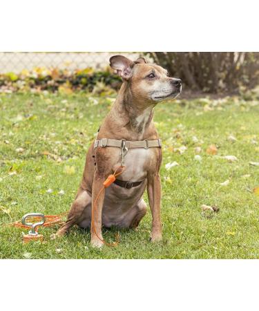 IntellileaSh 7.6m Dog Mooring Cable - Durable Weather-Resistant Tensioning Belts for Dogs Up to 56.7kg | Safe & Strong for All Breeds - Buy Online on GoSupps.com