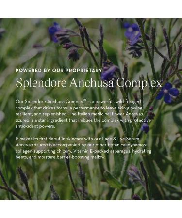 Face & Eye Serum - Dual-Use Formula to Lift Reduce Puffiness and Even Tone Wild-Foraged Botanicals Vegan Dermatologist Tested EWG Verified 15ml 0.5 Fl Oz (Pack of 1) - Buy Online on GoSupps.com