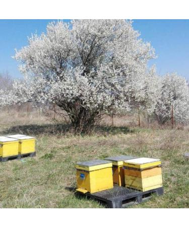 Premium Acacia Honey Sticks - Straight from the hive - Great Taste Pure and Natural Honey from Romania 20 portions x 12g 240g - Buy Online on GoSupps.com