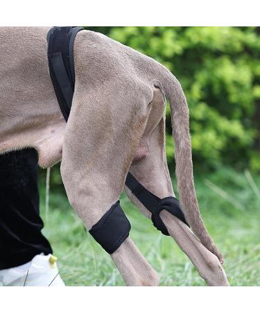 Strong Support Dog Leg Brace Elastic Polyester Promote Recovery Black Dog Knee Brace for Injured Dogs (S) - Buy Online on GoSupps.com