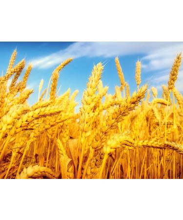 Dr. Bio Wheat Oil 20ml - Natural Healing & Nourishment | Premium Bio Products for Health - Buy Online on GoSupps.com