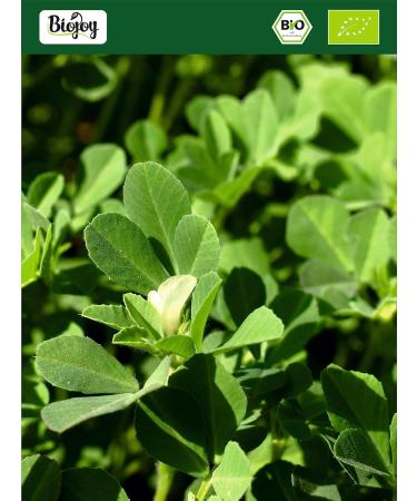 Biojoy Fenugrec en poudre BIO (500 g) Graines de Fenugrec moulues (Trigonella foenum-graecum) - Buy Online on GoSupps.com