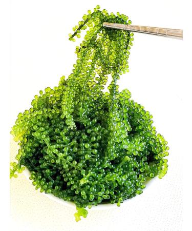 CAVUMI Sea Grapes 20g - Crunchy Seaweed Snack | Umibudo Green Caviar for International Shipping - Buy Online on GoSupps.com
