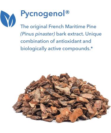 Pycnogenol 100 Pine Bark Supplement - Heart, Brain, Circulation Support - 30 Veg Caps - Buy Online on GoSupps.com