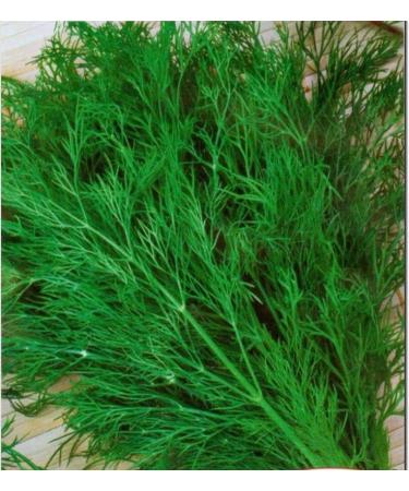 Portal Cool Semi di aneto Ambrosia Tardo 5G semi ucraino - Buy Online on GoSupps.com