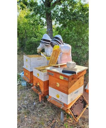 Award Winning Bee Pollen Infused Honey 240g (1 Star Great Taste Award 2022) - Buy Online on GoSupps.com