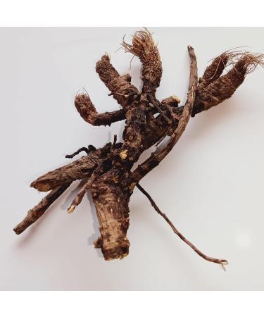 Osha Root 1oz (Ligusticum Porteri) Sustainably ethically sourced - Buy Online on GoSupps.com