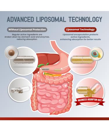 Liposomal Iron with Vitamin C Folic Acid B12 B6 B1 Support Energy & Red Blood Cell Formation Gentle Formula 180 Capsules Non-GMO Gluten-Free 60 count (pack of 2) - Buy Online on GoSupps.com