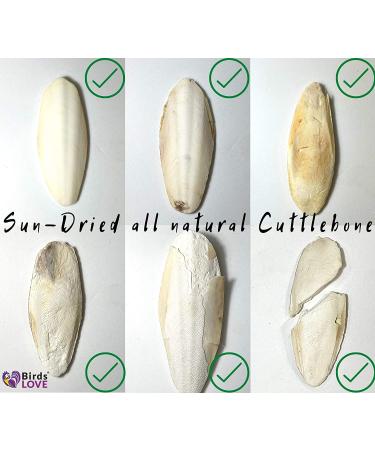 Pack of 4 Medium Cuttlebones for Birds, Tortoise, Snails, and Parakeets - Calcium Block Alternative for All Breeds - 3.5 to 4 Inches - Buy Online on GoSupps.com