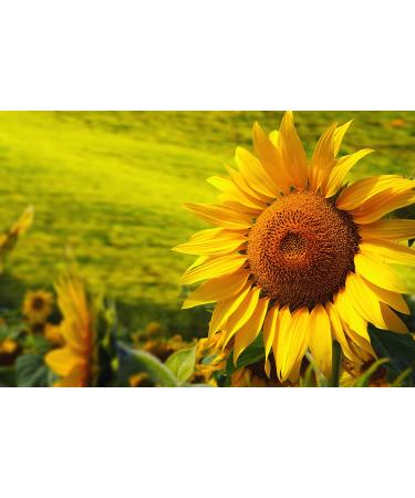 Organic Hulled Sunflower Seeds - 4 lbs | Raw, Non-GMO, Unsalted | Kosher, Vegan, Keto, Paleo | Sirtfood, Bulk | Low Sodium Nuts | Protein & Vitamins E, B6 - Buy Online on GoSupps.com