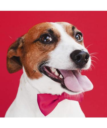 2G PET FOOD Diet Complete 8 kg - 1 Bag - Buy Online on GoSupps.com